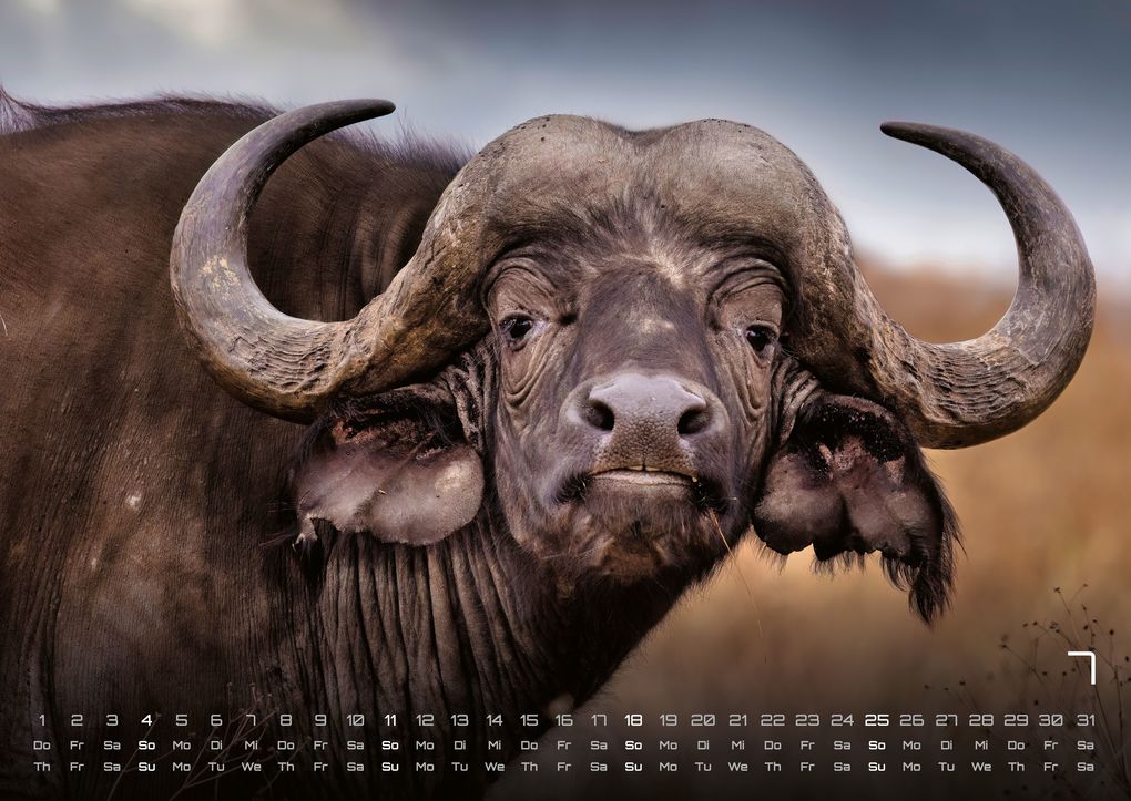Weitere Ansicht: Afrikas Tierwelt - Der Tierkalender - 2027 - Kalender DIN A2