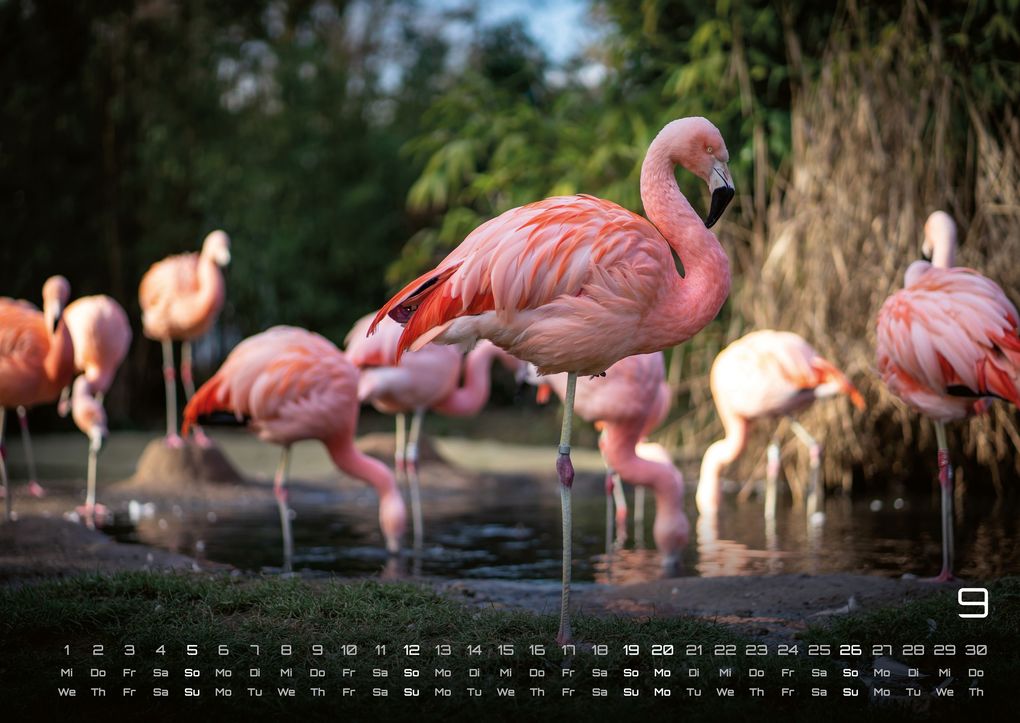 Weitere Ansicht: Afrikas Tierwelt - Der Tierkalender - 2027 - Kalender DIN A2