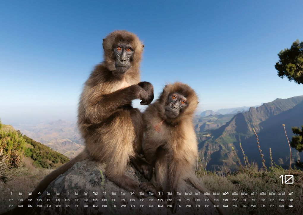 Weitere Ansicht: Afrikas Tierwelt - Der Tierkalender - 2027 - Kalender DIN A2