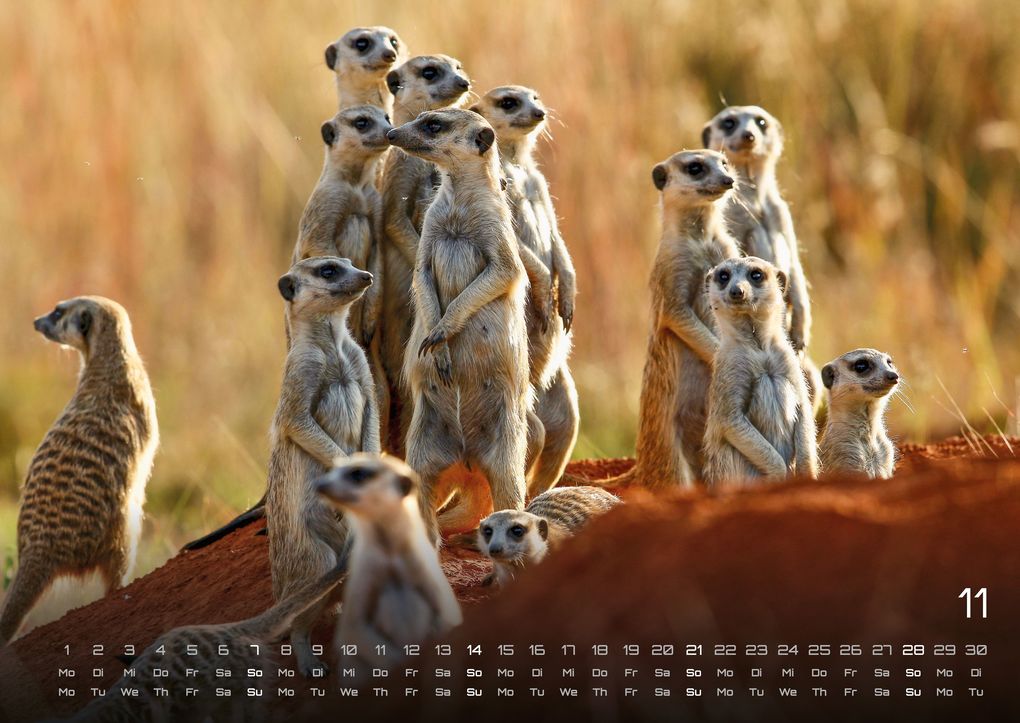 Weitere Ansicht: Afrikas Tierwelt - Der Tierkalender - 2027 - Kalender DIN A2