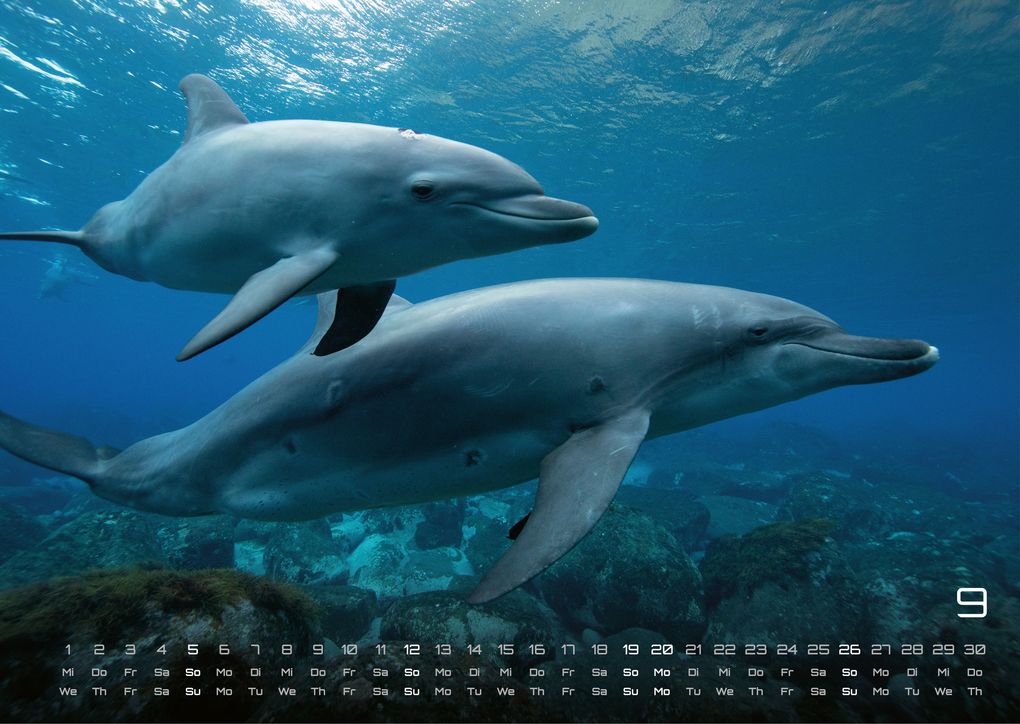 Weitere Ansicht: Sealife - verborgene Tiefen - 2027 - Kalender DIN A3