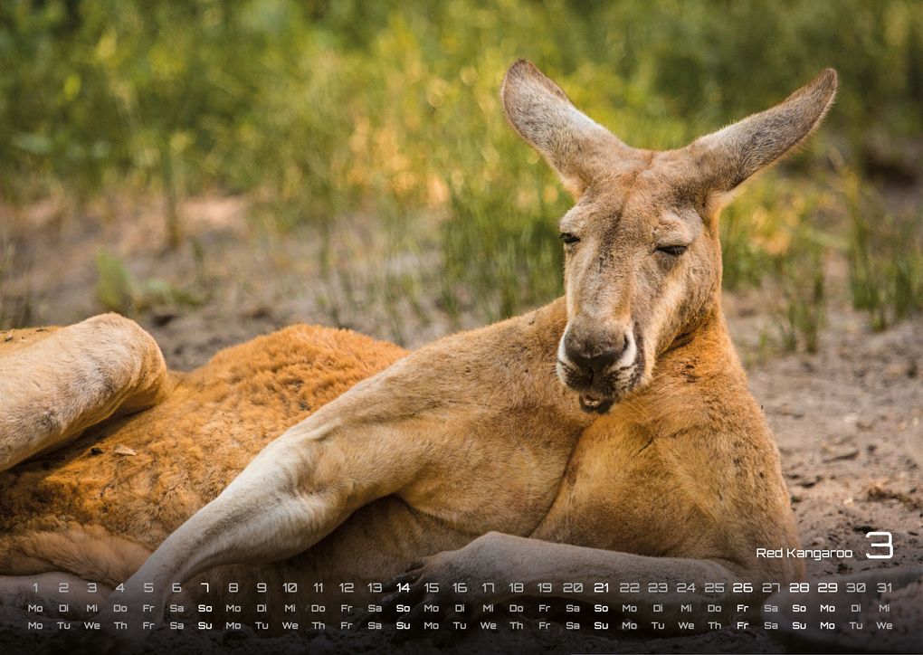 Weitere Ansicht: Australien - das Land der Kängurus - 2027 - Kalender DIN A3
