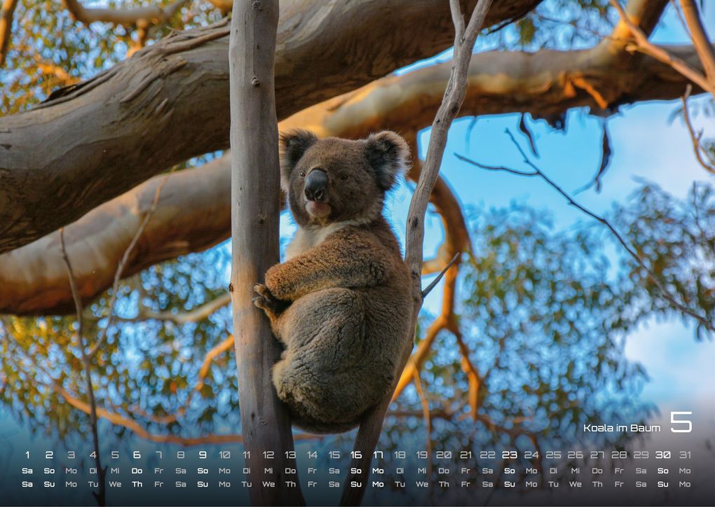 Weitere Ansicht: Australien - das Land der Kängurus - 2027 - Kalender DIN A3