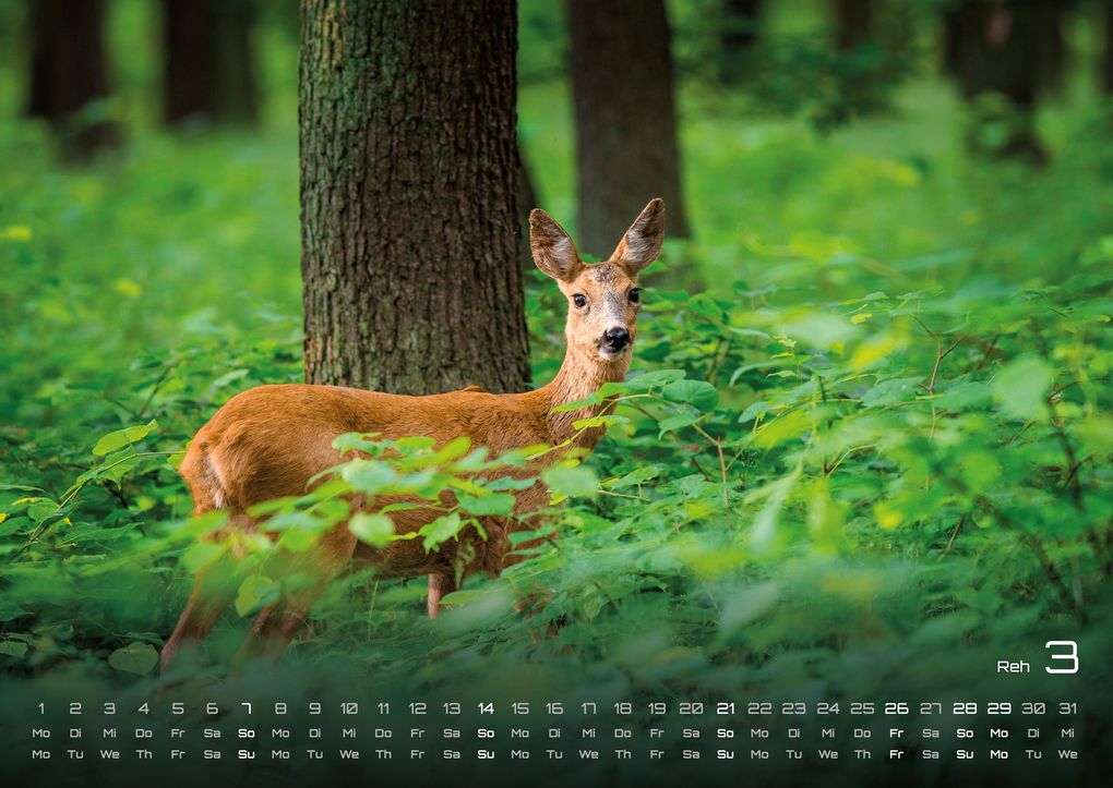 Weitere Ansicht: Waldtiere - Heimische Waldbewohner - Der Tierkalender - 2027 - Kalender DIN A2