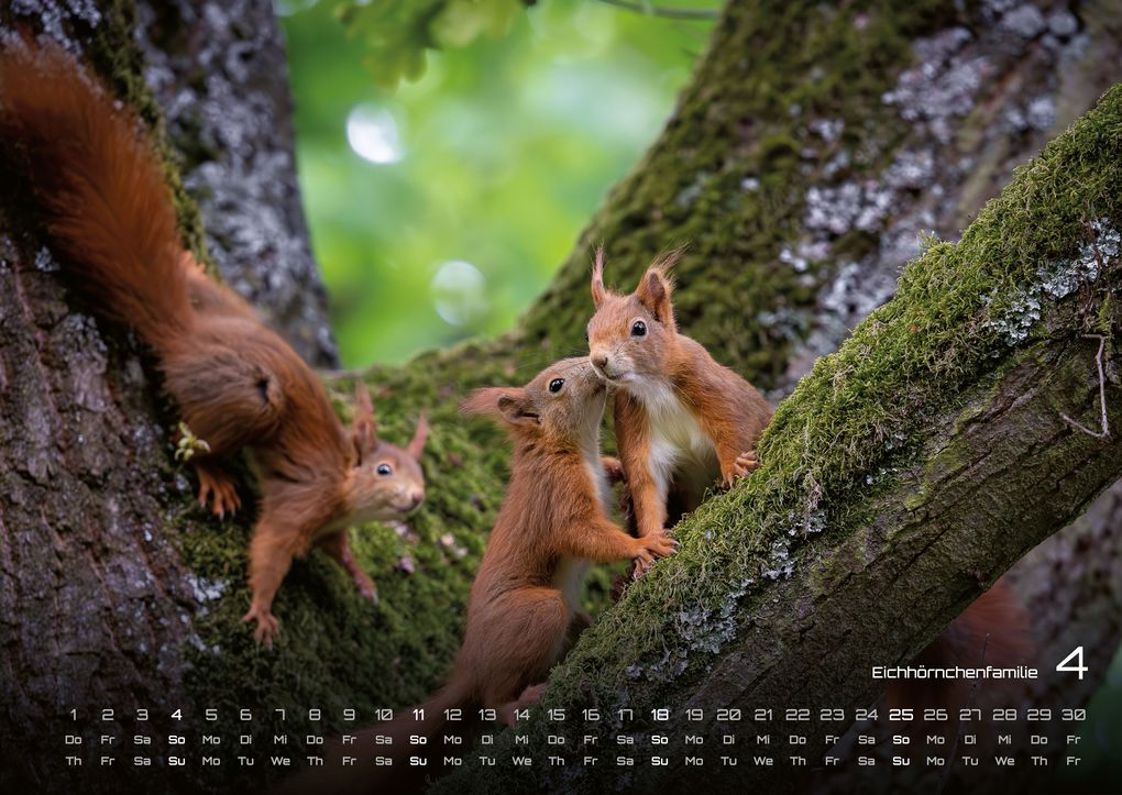 Weitere Ansicht: Waldtiere - Heimische Waldbewohner - Der Tierkalender - 2027 - Kalender DIN A2