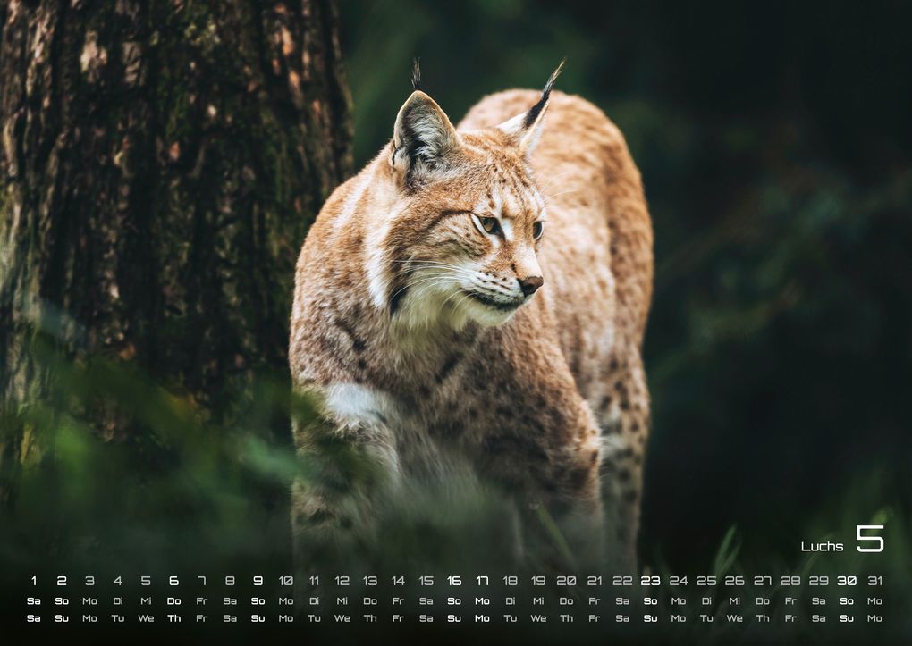 Weitere Ansicht: Waldtiere - Heimische Waldbewohner - Der Tierkalender - 2027 - Kalender DIN A2