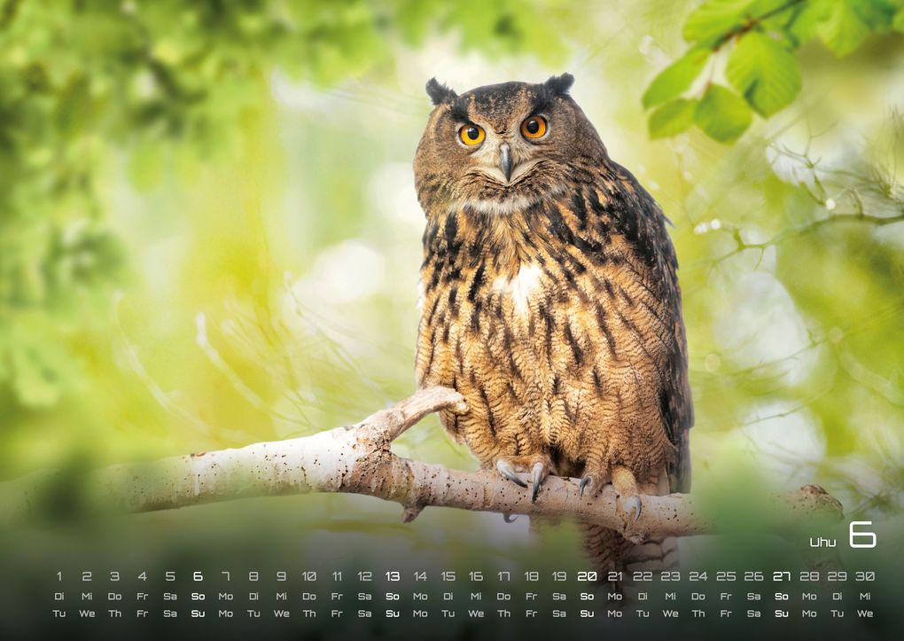Weitere Ansicht: Waldtiere - Heimische Waldbewohner - Der Tierkalender - 2027 - Kalender DIN A2