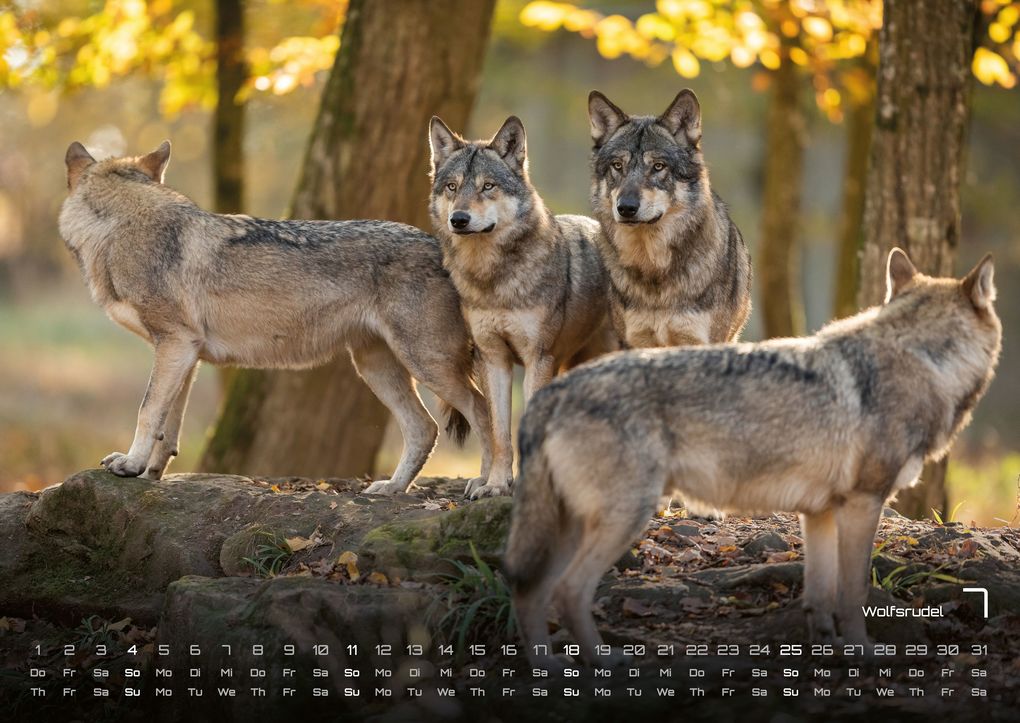 Weitere Ansicht: Waldtiere - Heimische Waldbewohner - Der Tierkalender - 2027 - Kalender DIN A2