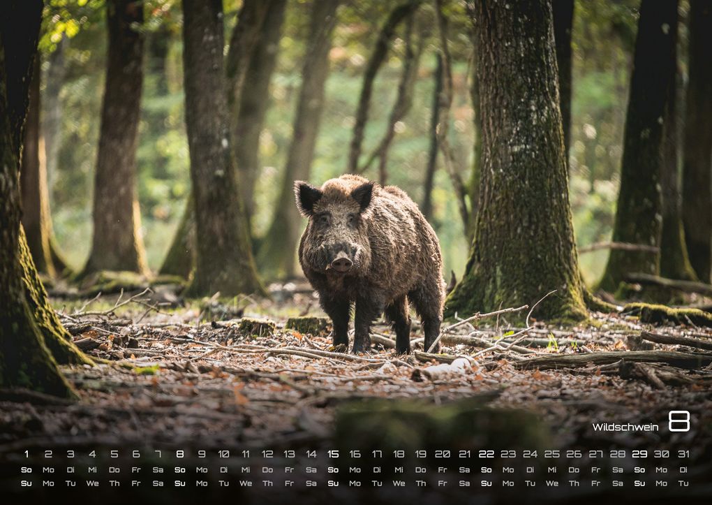 Weitere Ansicht: Waldtiere - Heimische Waldbewohner - Der Tierkalender - 2027 - Kalender DIN A2
