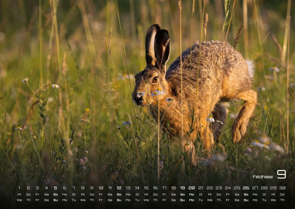 Weitere Ansicht: Waldtiere - Heimische Waldbewohner - Der Tierkalender - 2027 - Kalender DIN A2