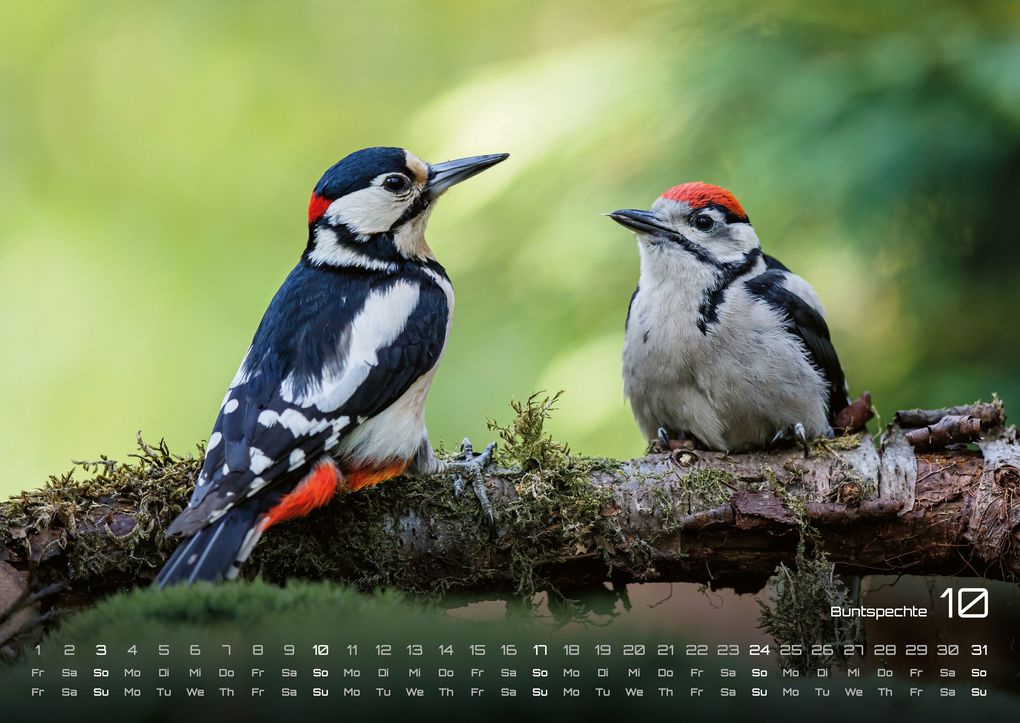 Weitere Ansicht: Waldtiere - Heimische Waldbewohner - Der Tierkalender - 2027 - Kalender DIN A2