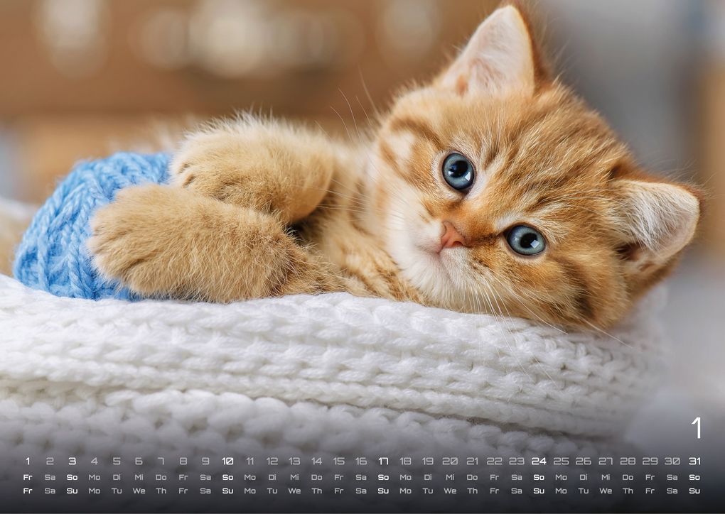 Weitere Ansicht: Miau Kids - kleine Tiger ganz groß - Der Katzenkalender - 2027 - Kalender DIN A3