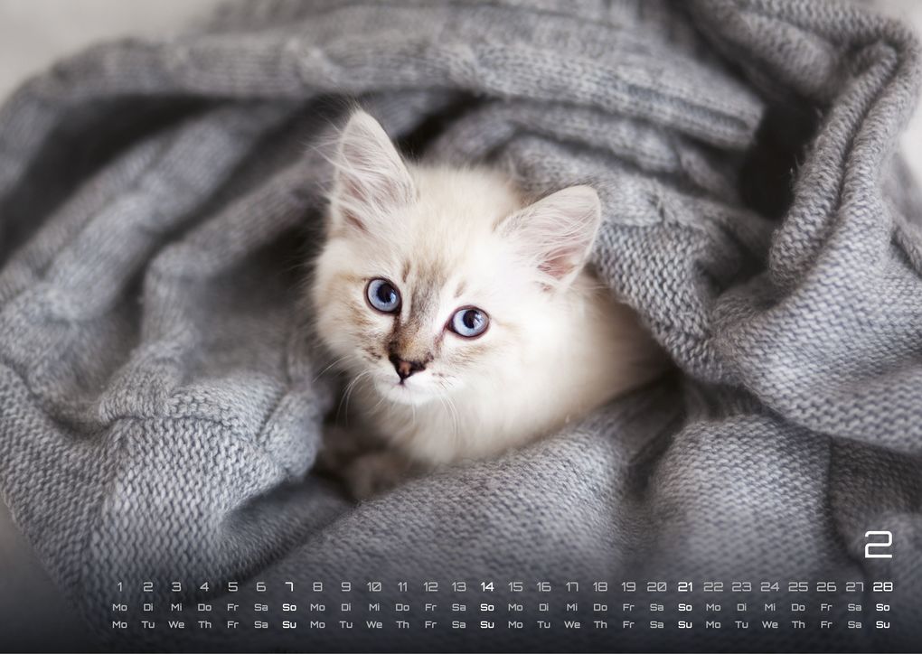 Weitere Ansicht: Miau Kids - kleine Tiger ganz groß - Der Katzenkalender - 2027 - Kalender DIN A3