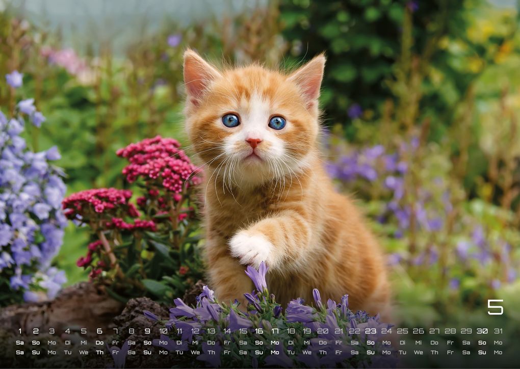 Weitere Ansicht: Miau Kids - kleine Tiger ganz groß - Der Katzenkalender - 2027 - Kalender DIN A3