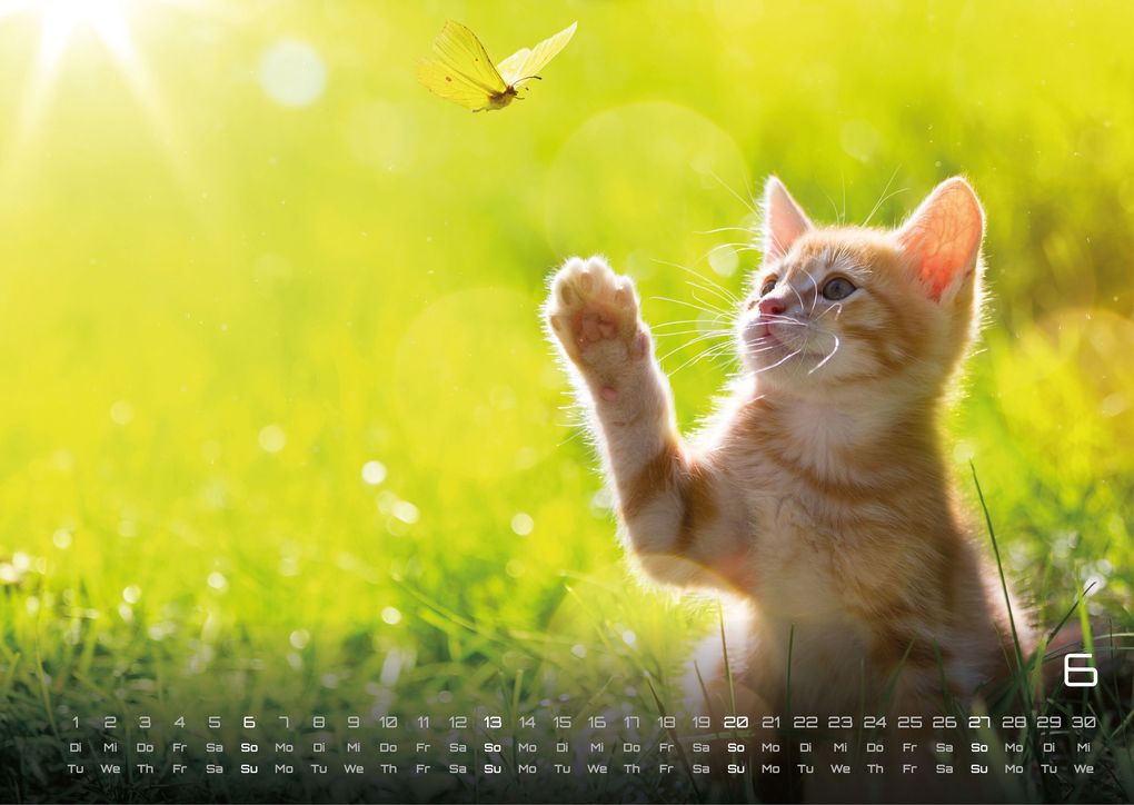 Weitere Ansicht: Miau Kids - kleine Tiger ganz groß - Der Katzenkalender - 2027 - Kalender DIN A3
