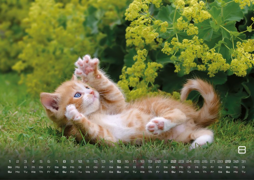 Weitere Ansicht: Miau Kids - kleine Tiger ganz groß - Der Katzenkalender - 2027 - Kalender DIN A3