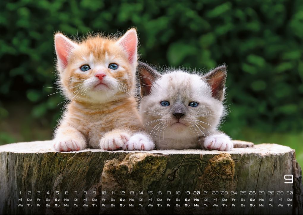 Weitere Ansicht: Miau Kids - kleine Tiger ganz groß - Der Katzenkalender - 2027 - Kalender DIN A3