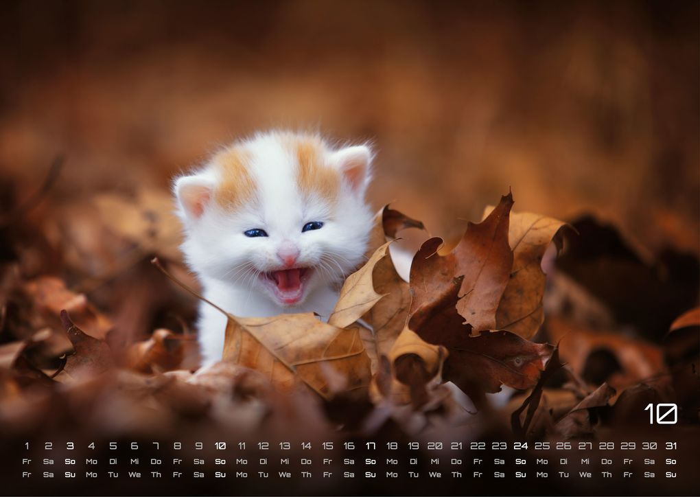 Weitere Ansicht: Miau Kids - kleine Tiger ganz groß - Der Katzenkalender - 2027 - Kalender DIN A3