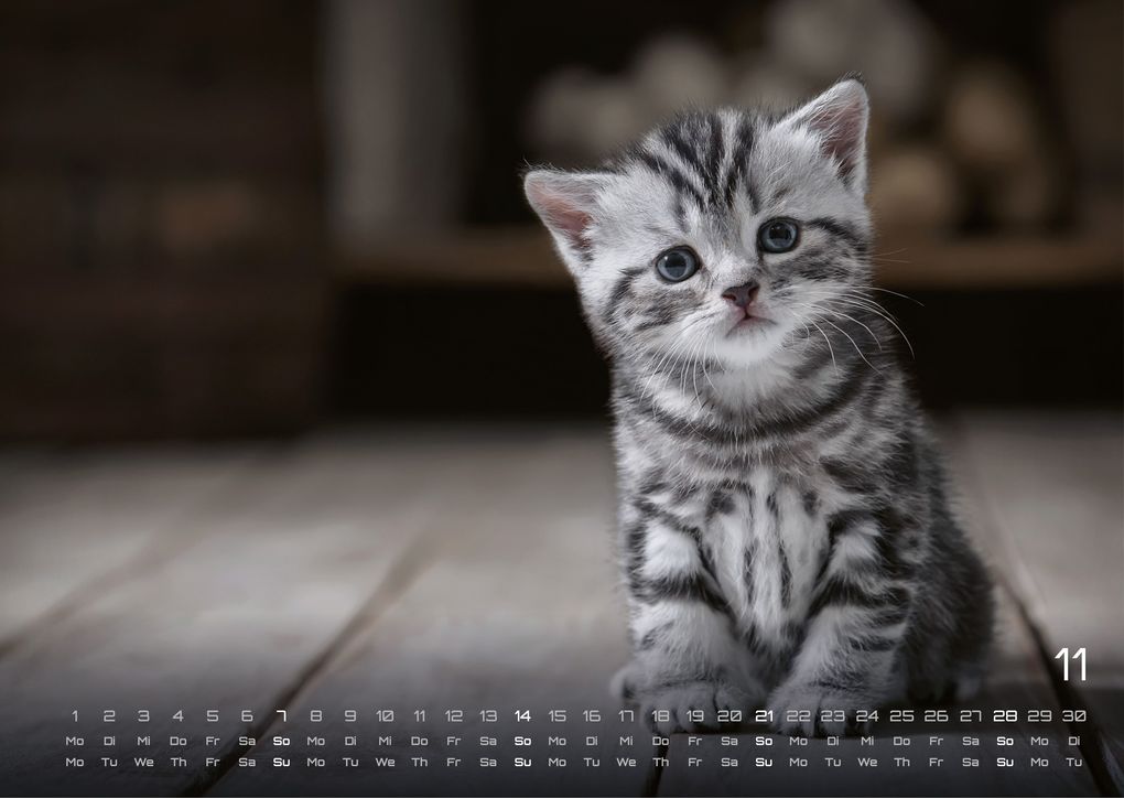Weitere Ansicht: Miau Kids - kleine Tiger ganz groß - Der Katzenkalender - 2027 - Kalender DIN A3