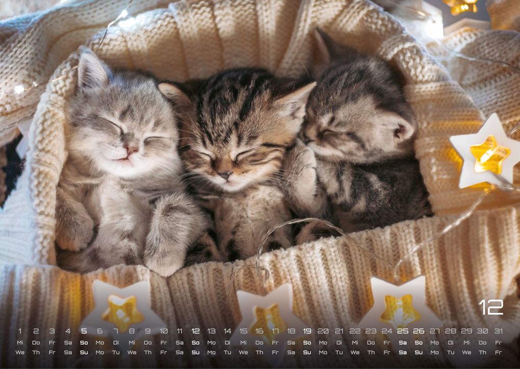 Weitere Ansicht: Miau Kids - kleine Tiger ganz groß - Der Katzenkalender - 2027 - Kalender DIN A3