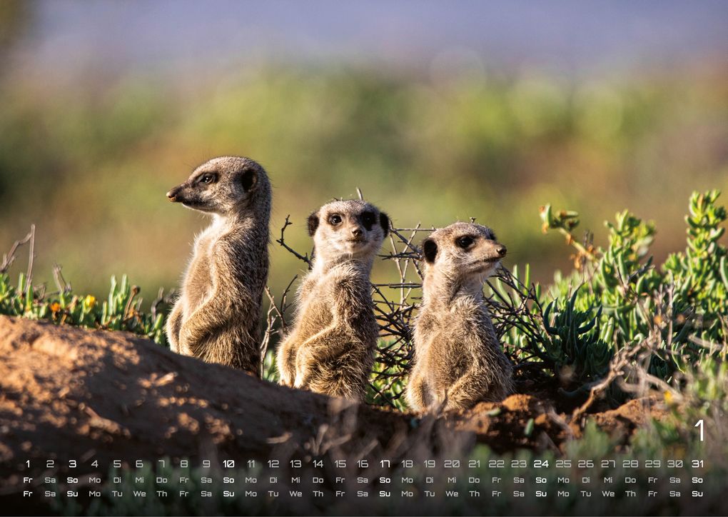 Weitere Ansicht: Erdmännchen - Kleine Wächter, große Abenteuer! - 2027 - Kalender DIN A3