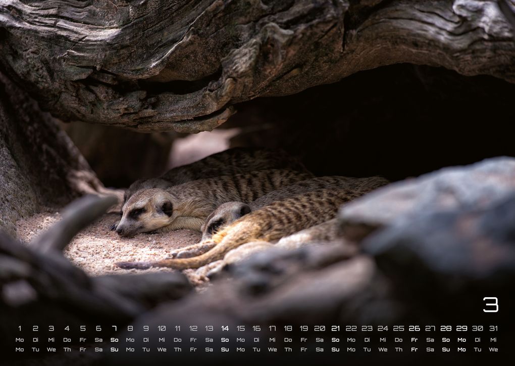 Weitere Ansicht: Erdmännchen - Kleine Wächter, große Abenteuer! - 2027 - Kalender DIN A3