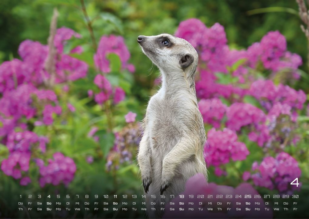 Weitere Ansicht: Erdmännchen - Kleine Wächter, große Abenteuer! - 2027 - Kalender DIN A3