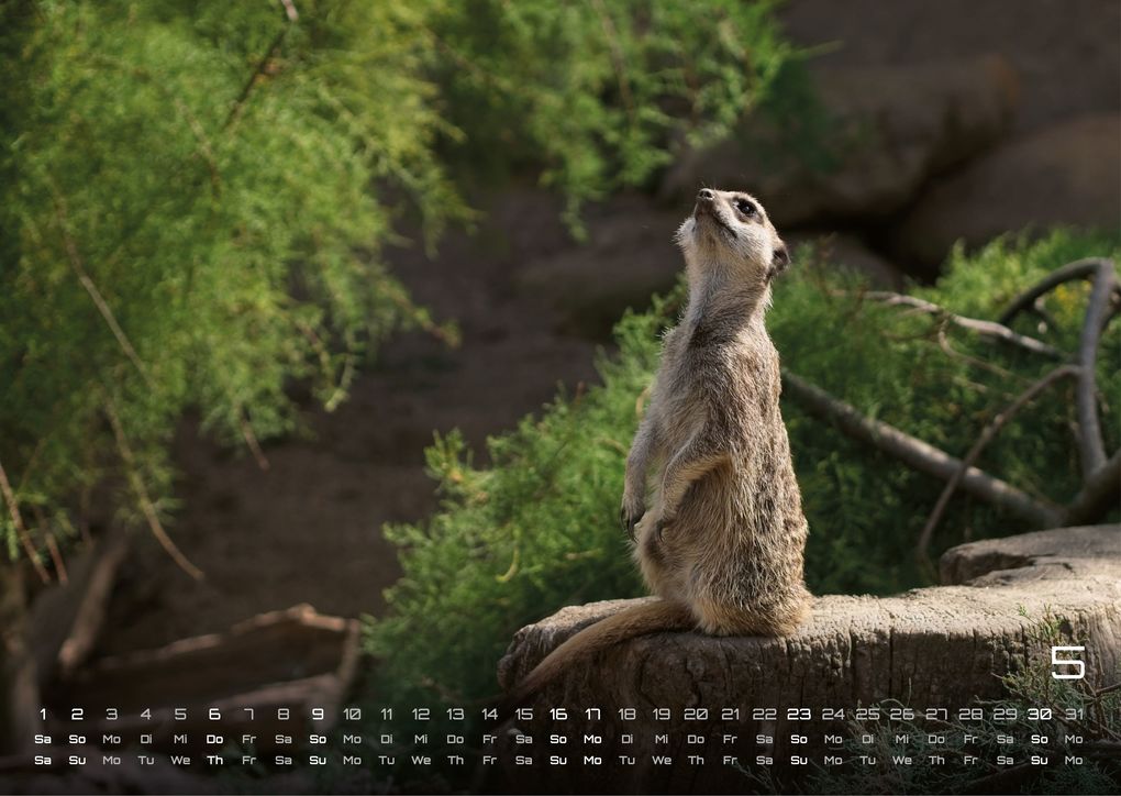 Weitere Ansicht: Erdmännchen - Kleine Wächter, große Abenteuer! - 2027 - Kalender DIN A3