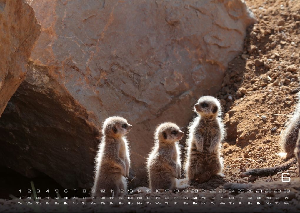 Weitere Ansicht: Erdmännchen - Kleine Wächter, große Abenteuer! - 2027 - Kalender DIN A3