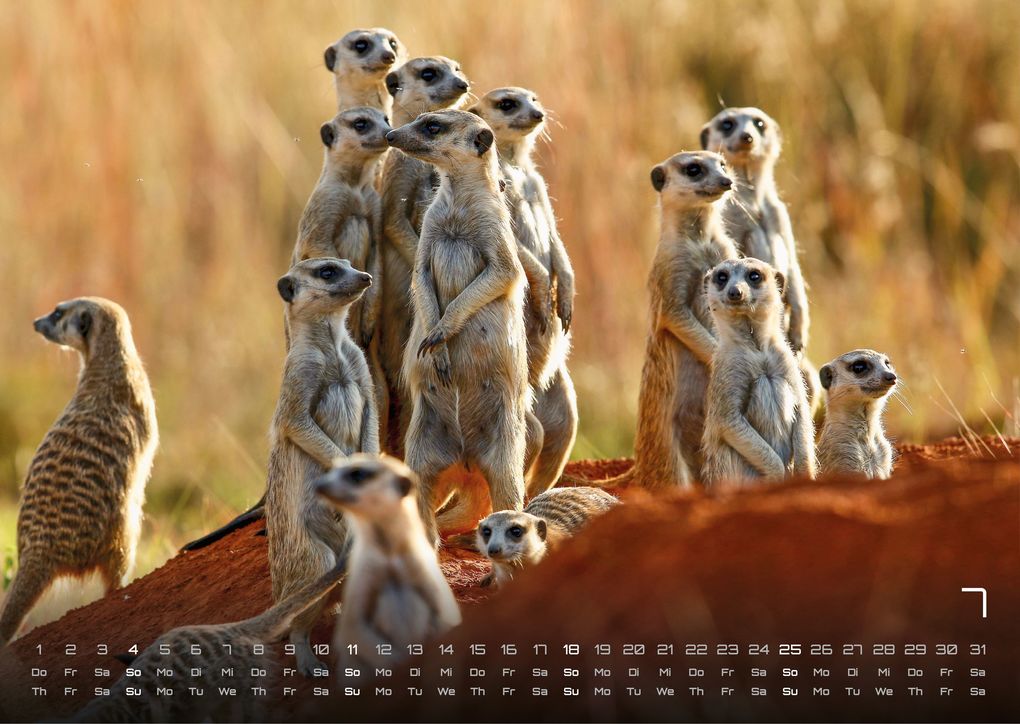 Weitere Ansicht: Erdmännchen - Kleine Wächter, große Abenteuer! - 2027 - Kalender DIN A3