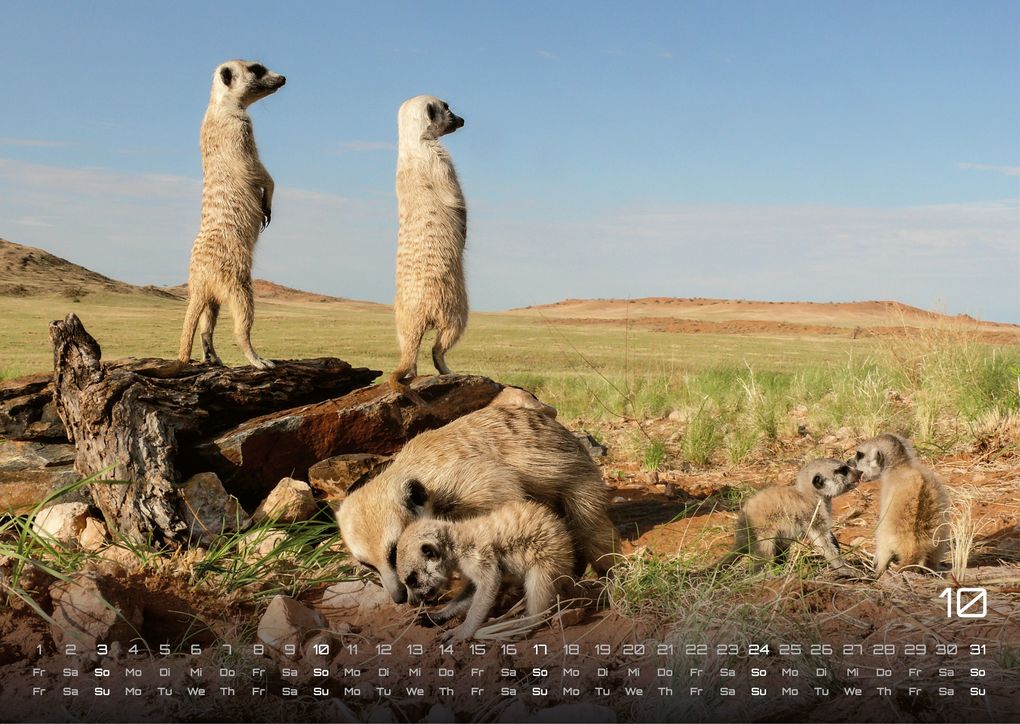 Weitere Ansicht: Erdmännchen - Kleine Wächter, große Abenteuer! - 2027 - Kalender DIN A3