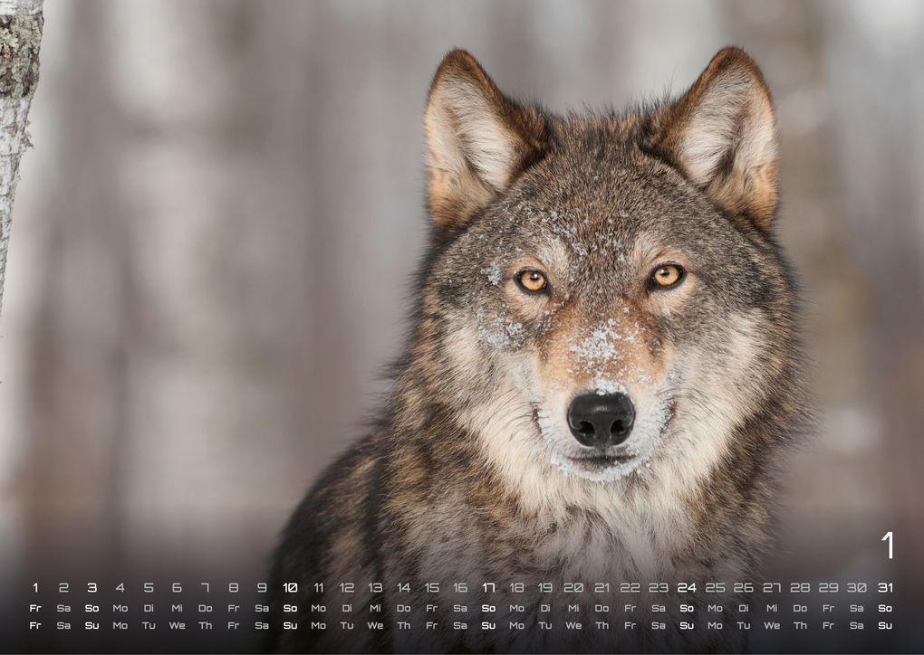 Weitere Ansicht: Wolf - Im Schatten des Waldes - 2027 - Kalender DIN A3