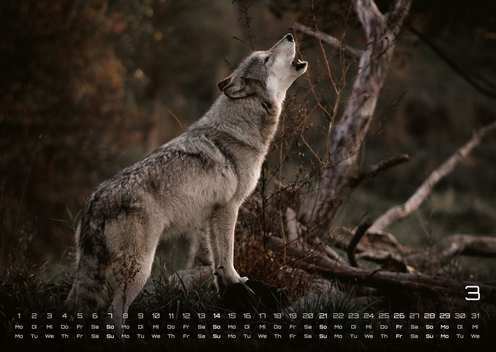 Weitere Ansicht: Wolf - Im Schatten des Waldes - 2027 - Kalender DIN A3
