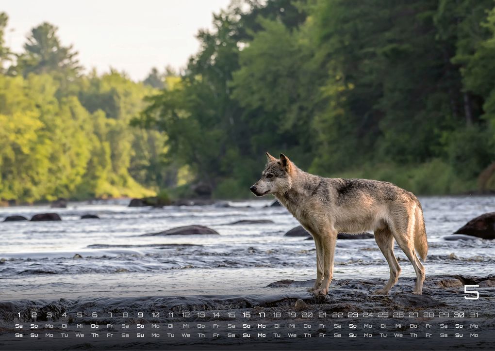 Weitere Ansicht: Wolf - Im Schatten des Waldes - 2027 - Kalender DIN A3