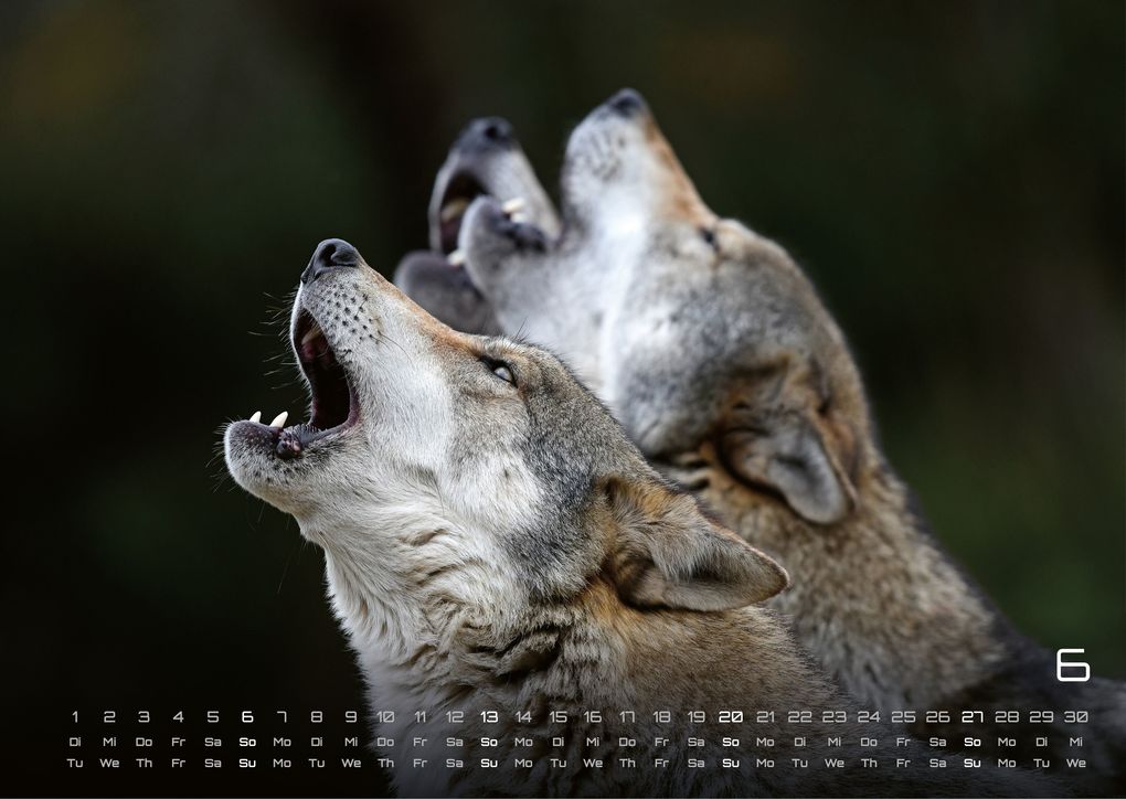 Weitere Ansicht: Wolf - Im Schatten des Waldes - 2027 - Kalender DIN A3