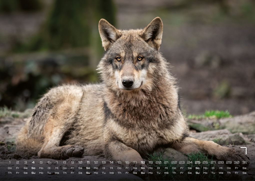 Weitere Ansicht: Wolf - Im Schatten des Waldes - 2027 - Kalender DIN A3