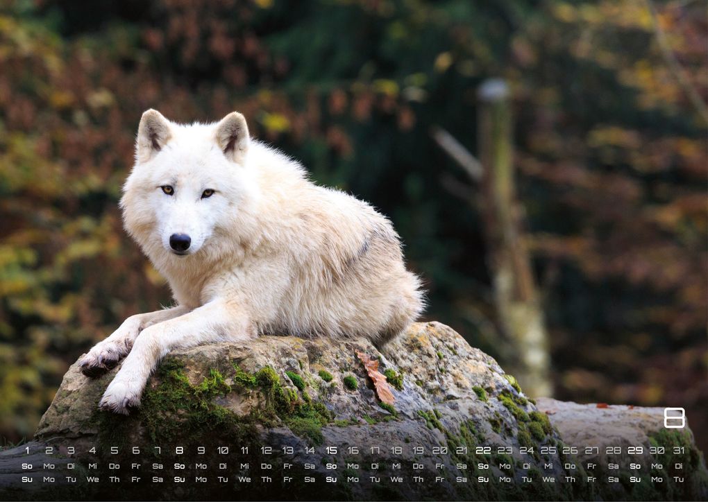 Weitere Ansicht: Wolf - Im Schatten des Waldes - 2027 - Kalender DIN A3