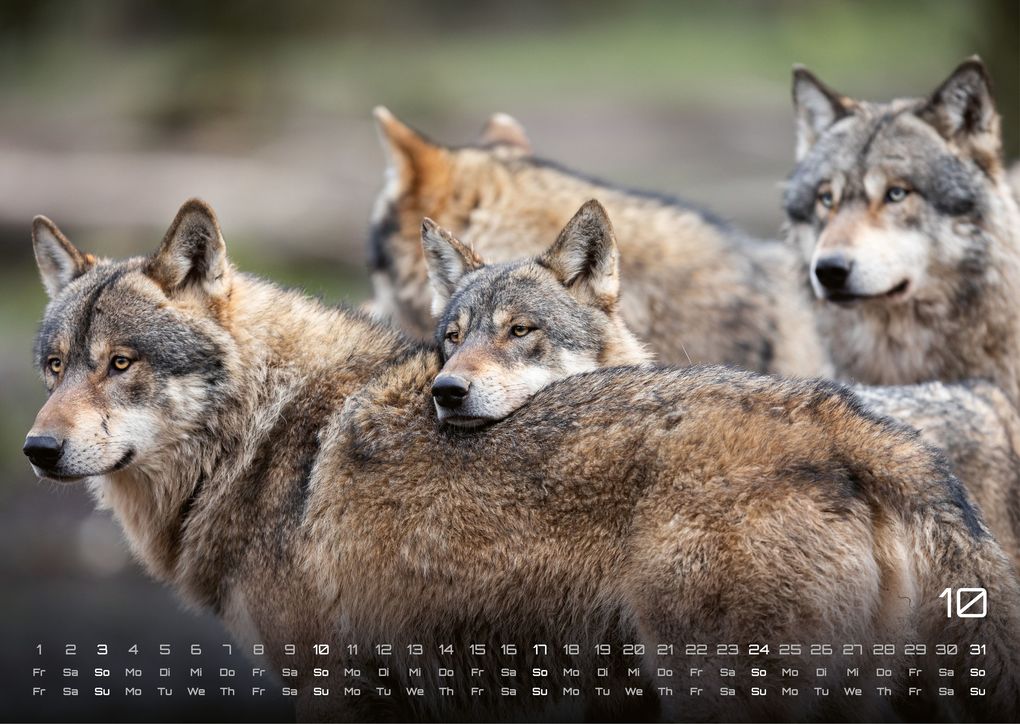 Weitere Ansicht: Wolf - Im Schatten des Waldes - 2027 - Kalender DIN A3