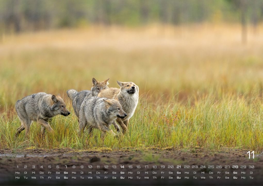 Weitere Ansicht: Wolf - Im Schatten des Waldes - 2027 - Kalender DIN A3