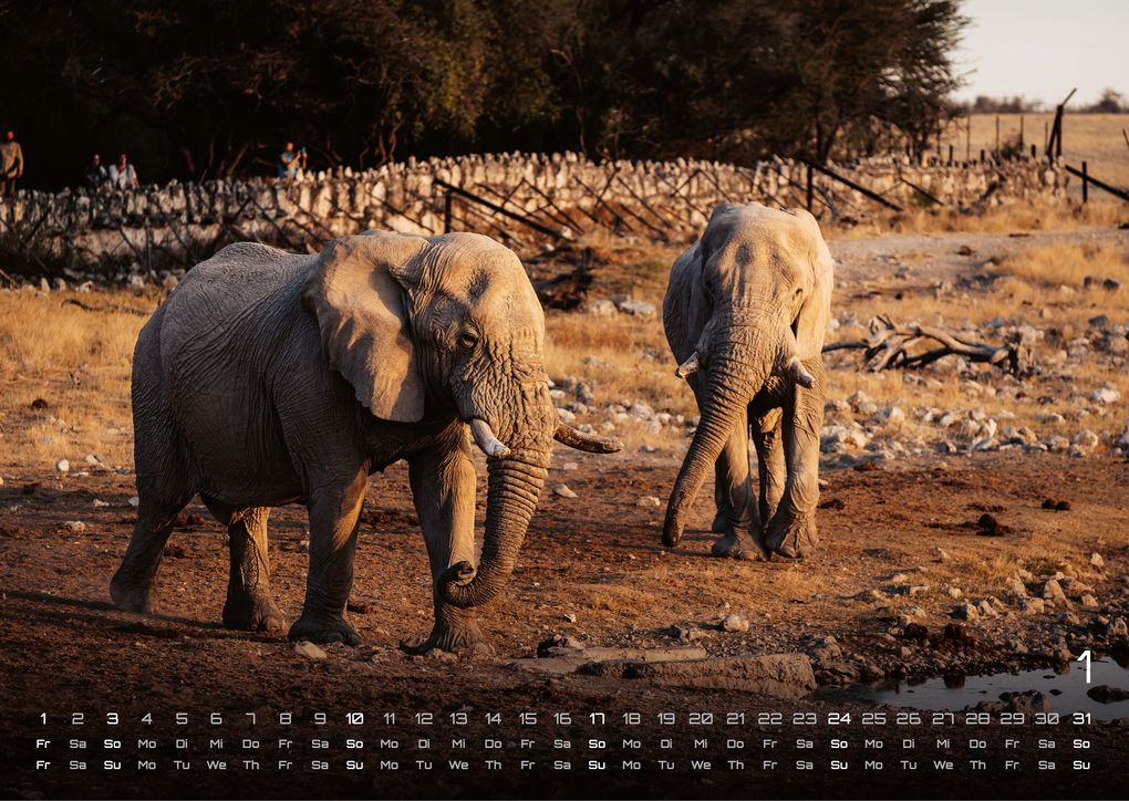Weitere Ansicht: Elefanten - einzigartige Giganten - 2027 - Kalender DIN A3