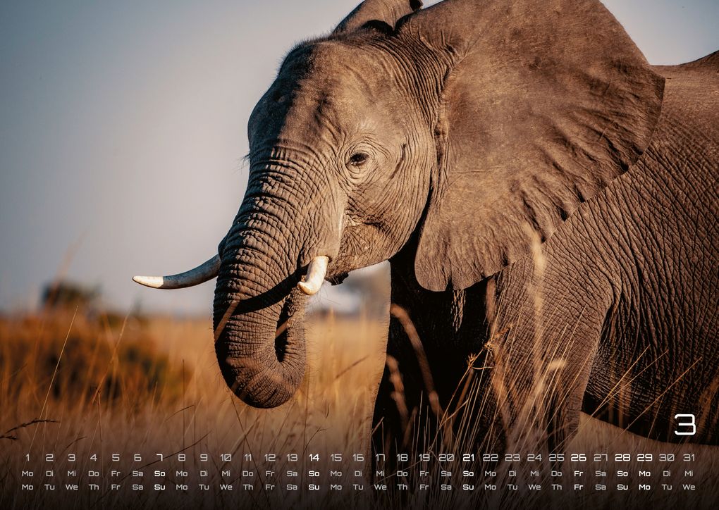 Weitere Ansicht: Elefanten - einzigartige Giganten - 2027 - Kalender DIN A3