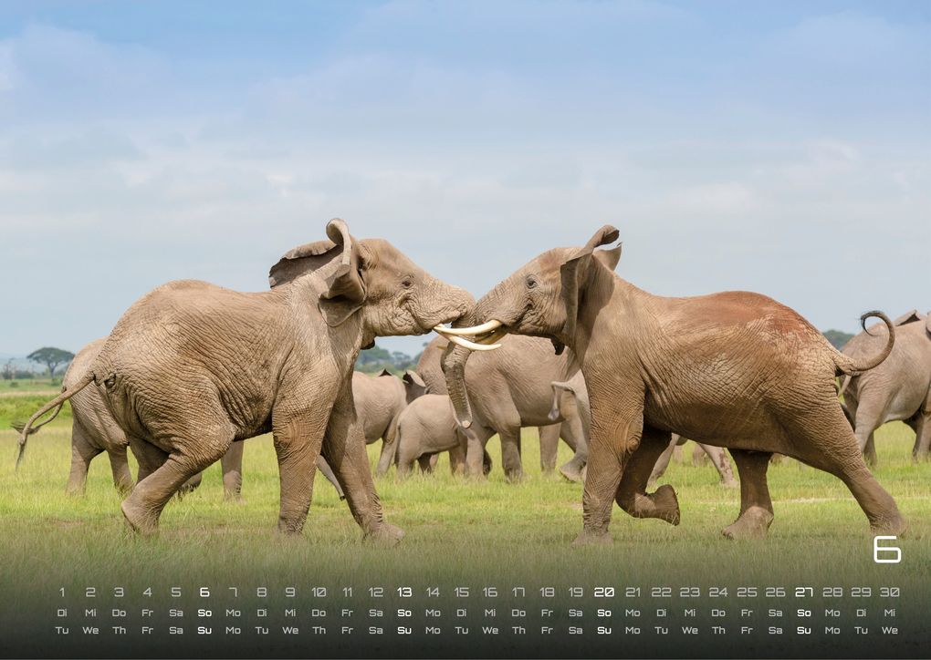 Weitere Ansicht: Elefanten - einzigartige Giganten - 2027 - Kalender DIN A3