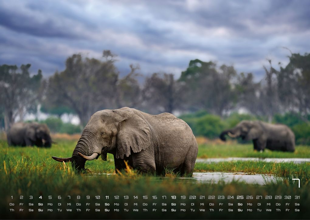 Weitere Ansicht: Elefanten - einzigartige Giganten - 2027 - Kalender DIN A3