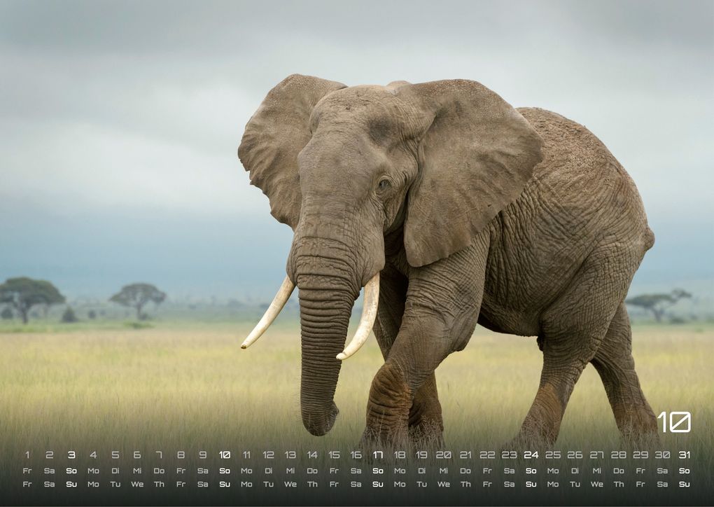 Weitere Ansicht: Elefanten - einzigartige Giganten - 2027 - Kalender DIN A3
