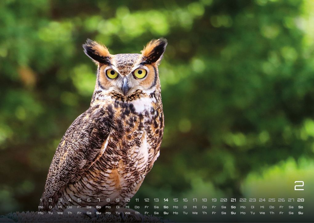 Weitere Ansicht: Eulen - Wächter der Nacht - 2027 - Kalender DIN A3