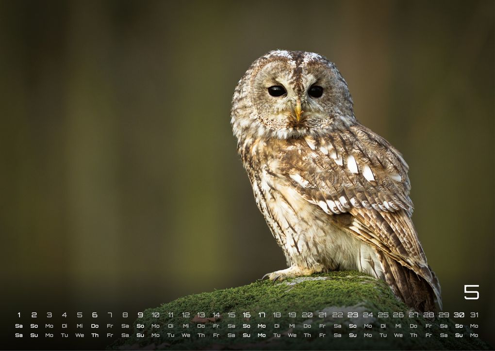 Weitere Ansicht: Eulen - Wächter der Nacht - 2027 - Kalender DIN A3