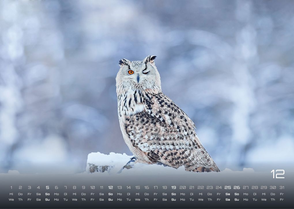 Weitere Ansicht: Eulen - Wächter der Nacht - 2027 - Kalender DIN A3