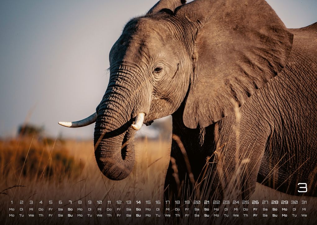 Weitere Ansicht: Elefanten - einzigartige Giganten - 2027 - Kalender DIN A2