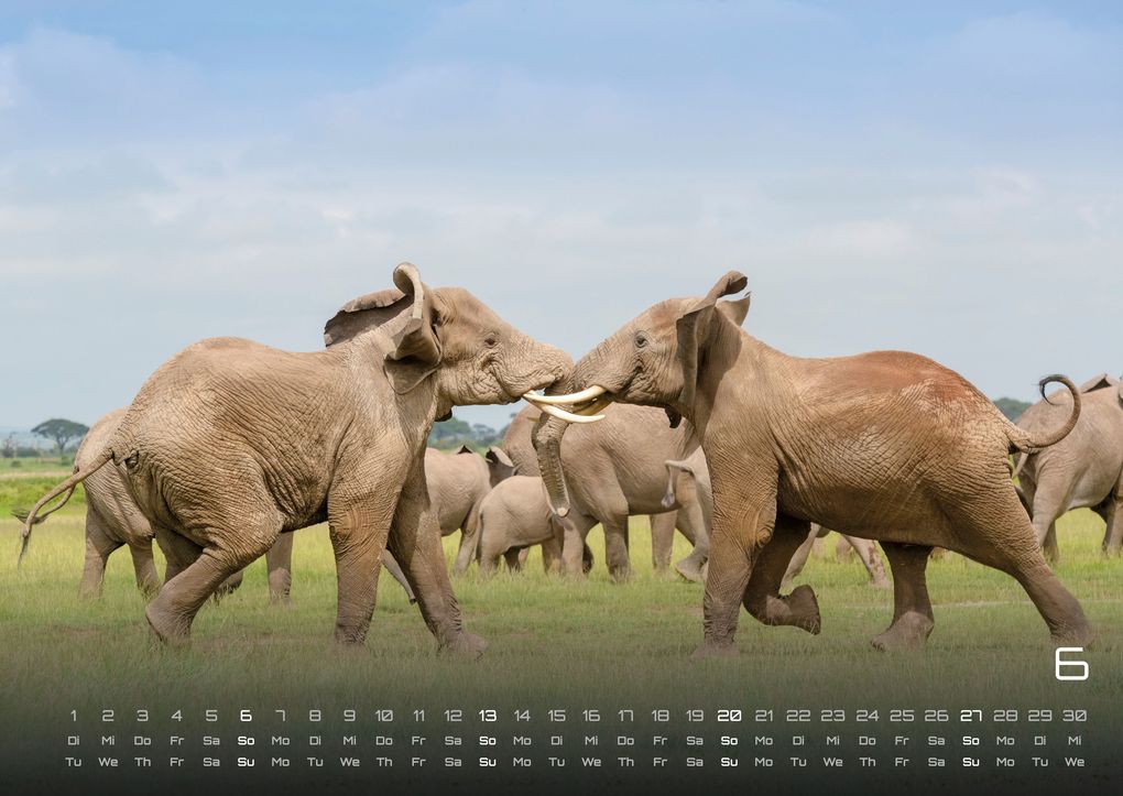 Weitere Ansicht: Elefanten - einzigartige Giganten - 2027 - Kalender DIN A2