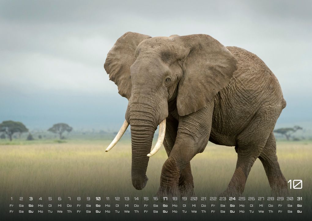 Weitere Ansicht: Elefanten - einzigartige Giganten - 2027 - Kalender DIN A2
